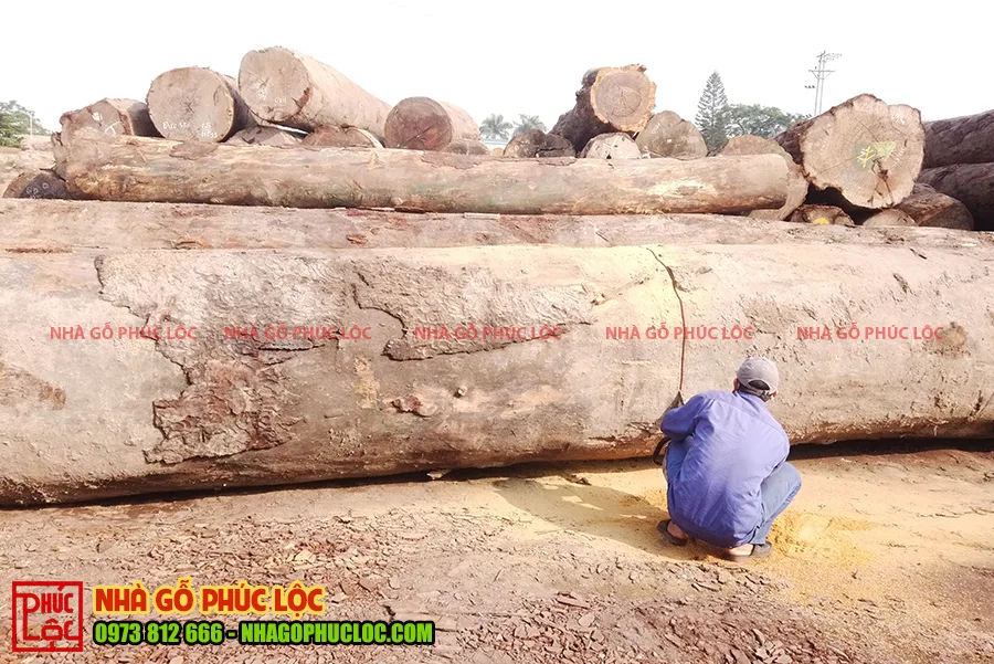 Bãi gỗ lim Nam Phi gồm nhiều cột gỗ to