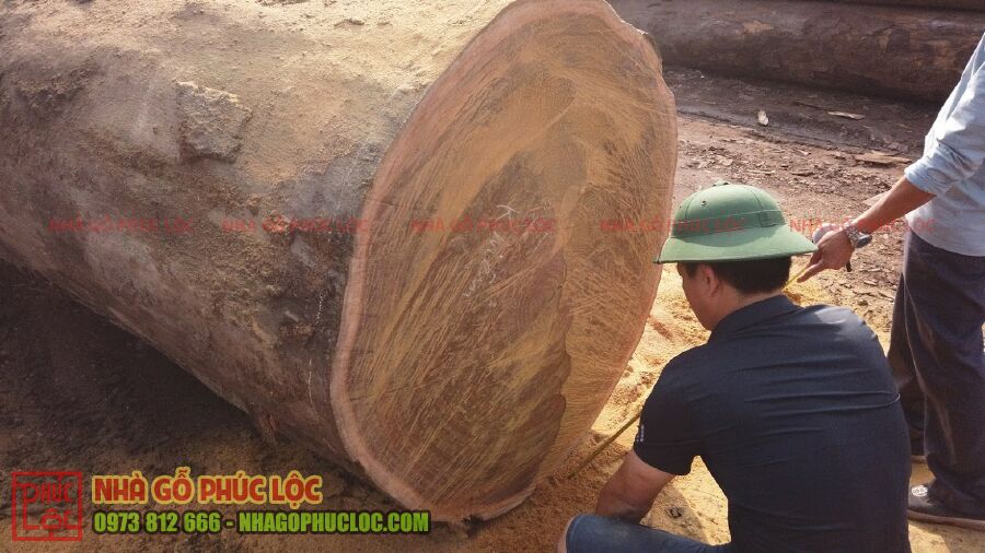 Thân gỗ lớn được thợ đo đạc