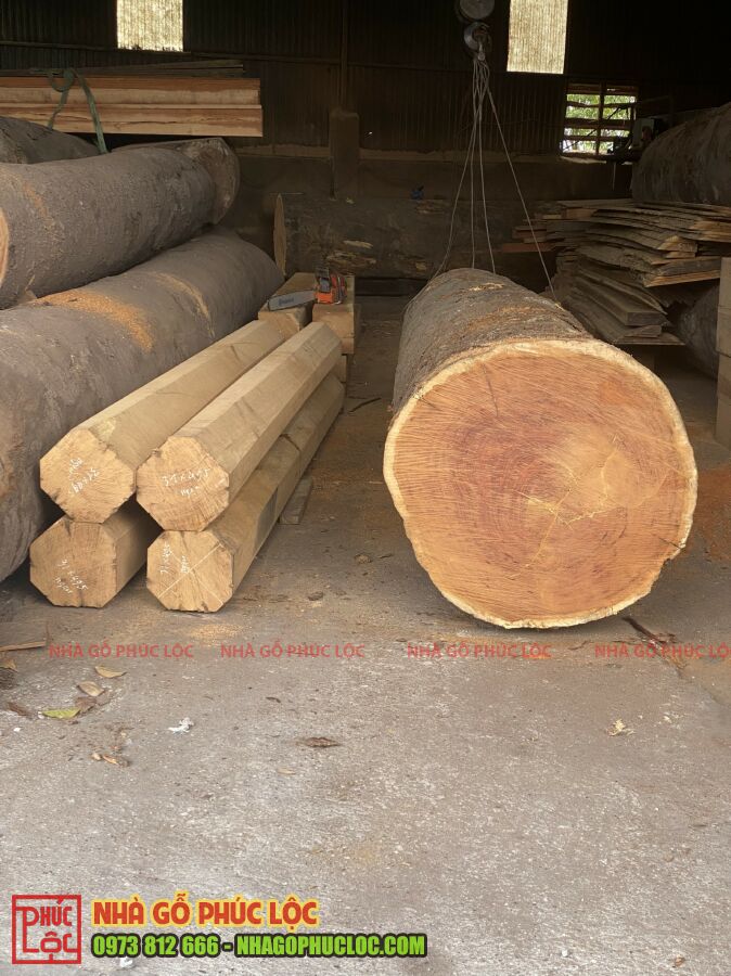 Thân gỗ lim được cưa xẻ để làm nhà