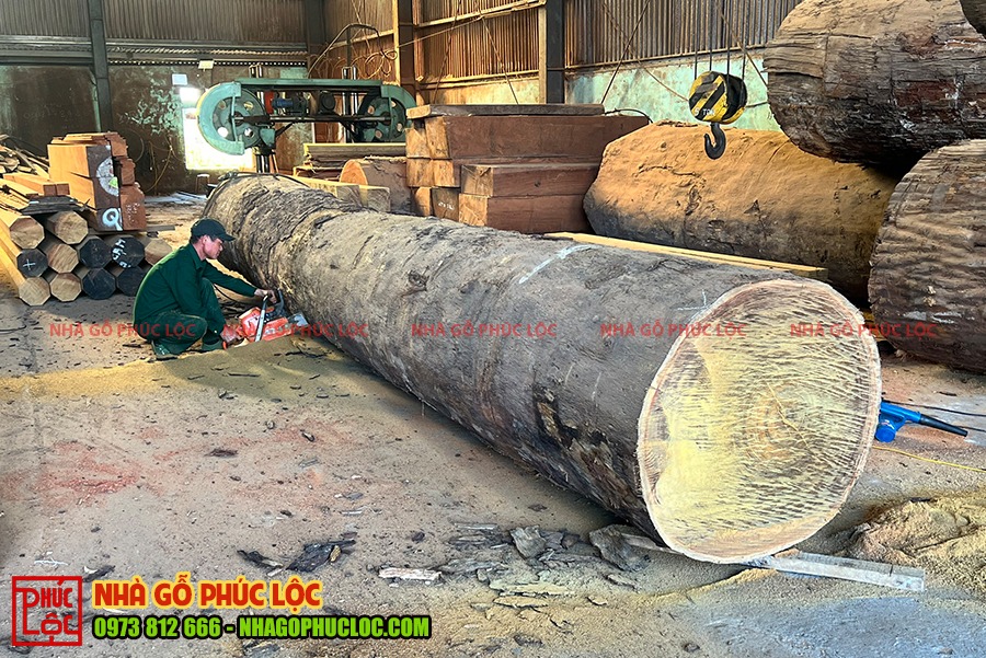 Cây gỗ lim Nam Phi 
